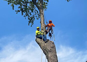 Chicago Tree Services Jose's Tree Services