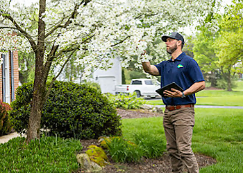 Allentown Tree Services Joshua Tree Experts