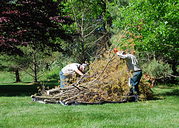 Allentown Tree Services Joshua Tree Experts