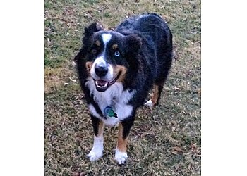 Lubbock Dog Walkers Joyful Pets Services