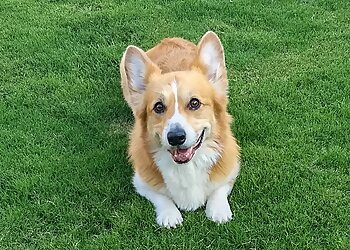 Lubbock Dog Walkers Joyful Pets Services