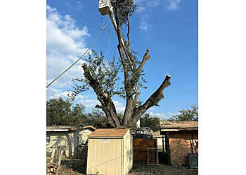 Juan Palmas Tree Service - McAllen, TX Tree Services - Service Image