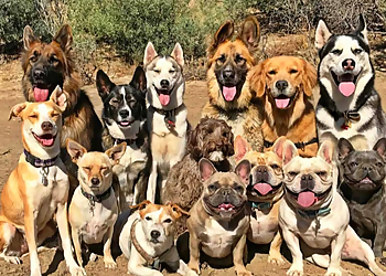 San Bernardino Dog Walkers Jujubee's & Son Pet Resort