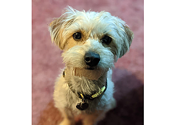 El Paso Pet Grooming Julian’s Pet Grooming