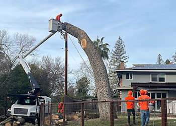 Concord Tree Services Junior's Tree Services Inc.