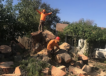 Concord Tree Services Junior's Tree Services Inc.