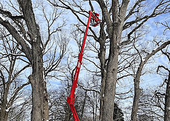 Naperville Tree Services Just For Trees