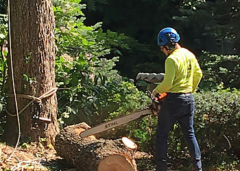 Just For Trees Naperville Tree Services image 1