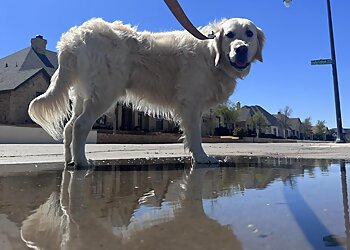 Lubbock Dog Walkers K9CareLBK