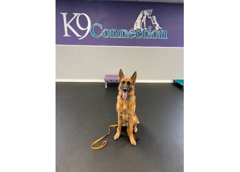 Buffalo dog training K9 Connection