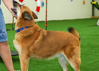 Dallas Dog Training K-9 Culture Dog Training