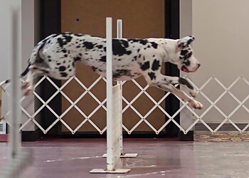 El Paso Dog Training K9 Fun Works