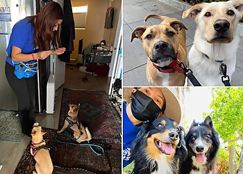 Los Angeles Dog Walkers K-9 Kats Pet Sitting