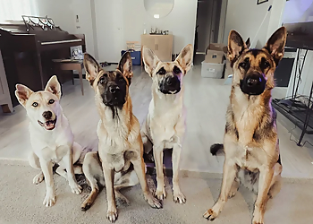 Fayetteville Dog Training K9 Koexistence LLC