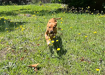 Fayetteville Dog Training K9 Koexistence LLC