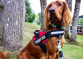 Wichita Dog Training K-9 Kudos