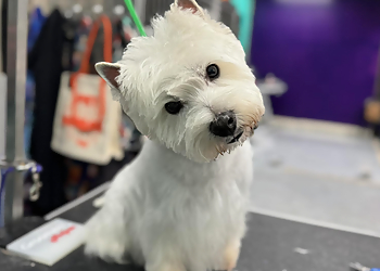 Jackson Pet Grooming K-9 Pro Cuts