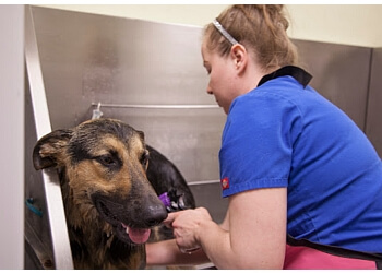 3 Best Pet Grooming in Escondido, CA - Expert Recommendations