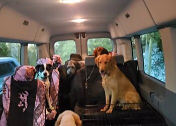 Lexington Dog Walkers K9 Safari