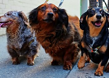 Lexington Dog Walkers K9 Safari