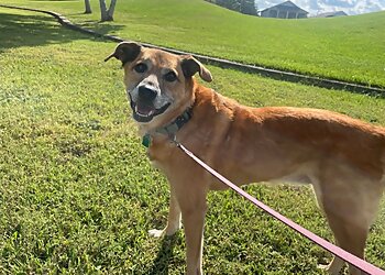New Orleans Dog Walkers K9 Second Line
