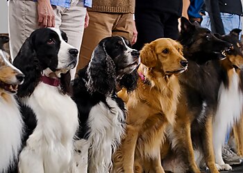 Dallas Dog Training K-9 University