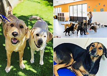 Dallas Dog Training K-9 University