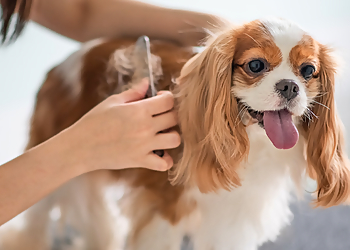 Garland Pet Grooming K-9 University