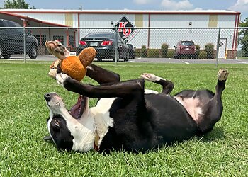 Oklahoma City Dog Training K9 University Dog Training OKC