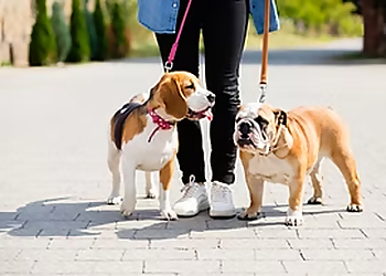K9 and Feline Daycare Services, LLC - Norfolk, VA Dog Walkers - Workplace Image