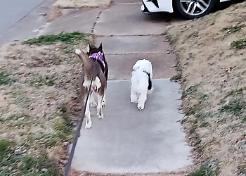 K9 and Feline Daycare Services, LLC - Norfolk, VA Dog Walkers - Business Gallery Image