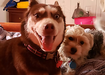 K9 and Feline Daycare Services, LLC K9 and Feline Daycare Services, LLC - Norfolk, VA Dog Walkers - Service Image