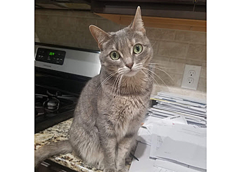 Houston Veterinary Clinics KAAWS Clinic