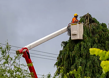 Laredo Tree Services KB Powerwashing and Landscaping