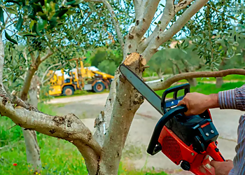 KB Powerwashing and Landscaping Laredo Tree Services image 1
