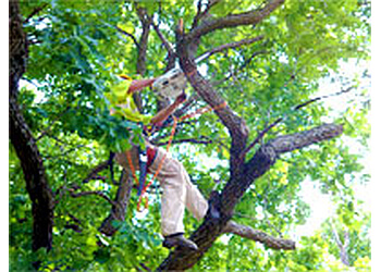 3 Best Tree Services in Olathe, KS - Expert Recommendations