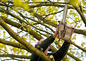 Buffalo Tree Services KD Tree Service