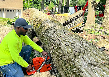 Syracuse Tree Services KD Tree Service Syracuse