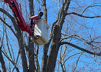 KD Tree Service Syracuse Syracuse Tree Services image 1