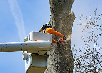 New Haven Tree Services K&J Tree Service