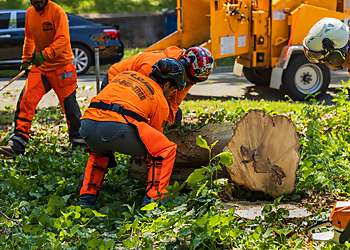 New Haven Tree Services K&J Tree Service