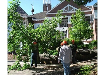 cheap pro tree cutting service in franklin nc