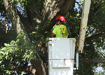 Nashville Tree Services Kaily’s Tree Service