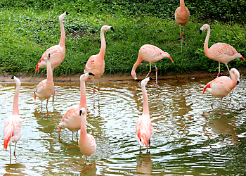 Kansas City Places To See Kansas City Zoo