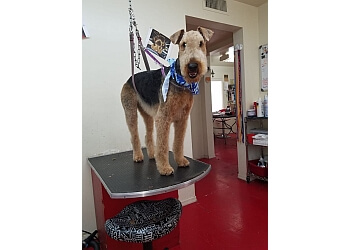 Picture of 3 Best Pet Grooming in Tucson, AZ - Expert Recommendations