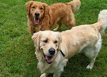 Toledo Dog Walkers Kara's Critter Care, LLC