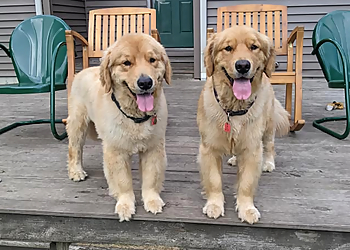 Toledo Dog Walkers Kara's Critter Care, LLC