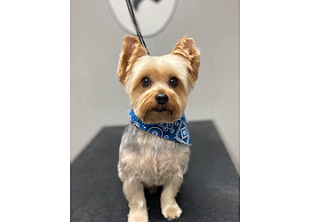 Syracuse Pet Grooming Kara's Paw-Fect Grooming Salon