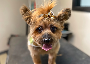 Syracuse Pet Grooming Kara's Paw-Fect Grooming Salon