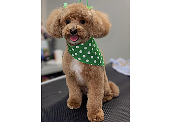Kara's Paw-Fect Grooming Salon  Syracuse Pet Grooming image 1